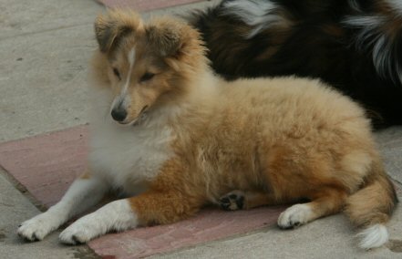 Lexie